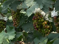 -马陆小张葡萄园农家乐