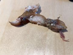 -京东一绝西海子西园烧饼夹肉