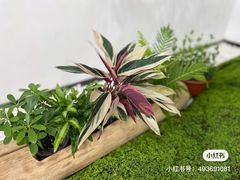 -华润深圳湾体育中心-“春茧” 体育馆