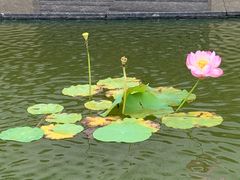 -金陵中学(河西分校)