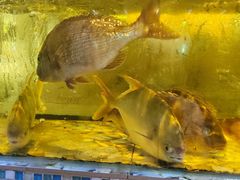 -巽寮印象美食部落餐厅·海鲜·地方特色菜(惠州体验店)