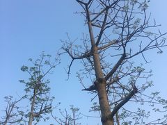 -芒洲湿地公园