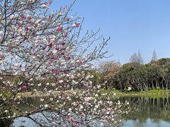 -无锡蠡湖国家湿地公园-蠡园