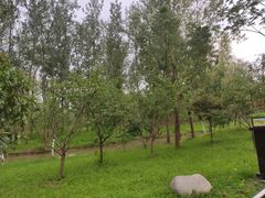 -合肥滨湖国家森林公园