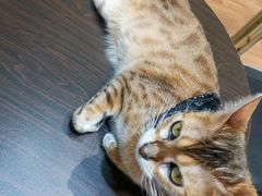 -猫色咖啡·猫咖