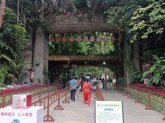 -西双版纳原始森林公园