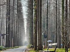 -黄海国家森林公园