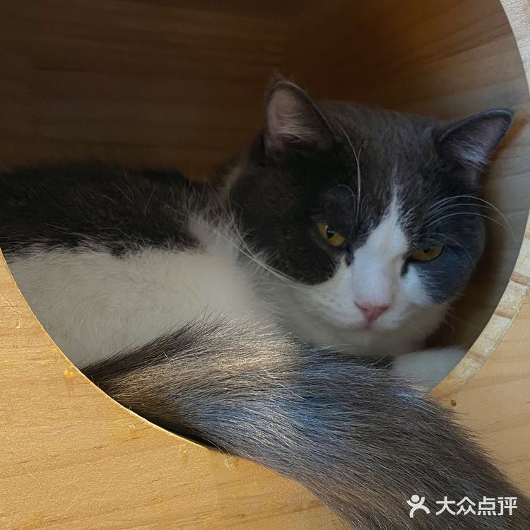 咖｜2只驼驼+27只猫猫的至尊服务