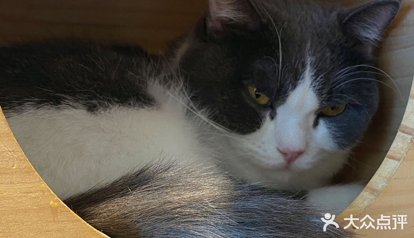 咖｜2只驼驼+27只猫猫的至尊服务