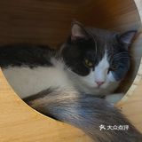 咖｜2只驼驼+27只猫猫的至尊服务