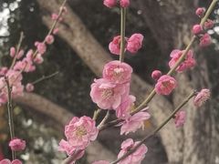 -无锡梅园公园