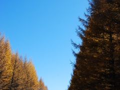 -塞罕坝国家级自然保护区