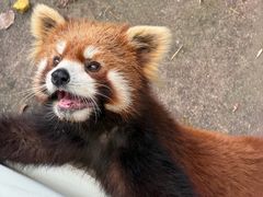 -合肥野生动物园