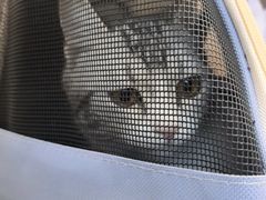 -瑞派·关忠动物医院·猫专科·犬专科(三环新城店)