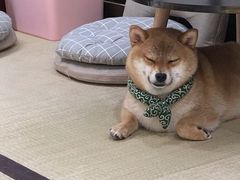 -逗柴咖啡屋·狗咖猫咖宠物桌游