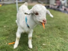 -前小桔亲子创意农场·草莓采摘·露营烧烤