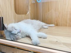 -屋虎猫馆(宝安大仟里店)