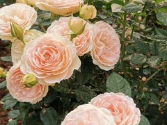 -人民公园(罗湖区)