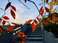 -八大山人梅湖景区