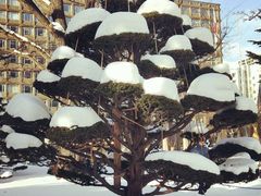 -北海道厅旧本厅舍(旧本庁舎)