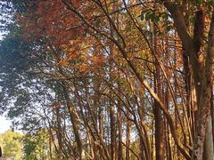 -上海海湾国家森林公园