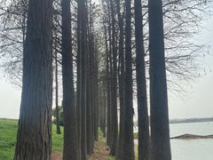 -贡湖湾湿地公园