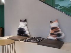 -飞行喵MR PILOT|猫舍·猫咖(静安大融城店)