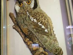 -陕西自然博物馆