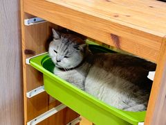 -藏猫猫咖啡主题馆(中央大道店)