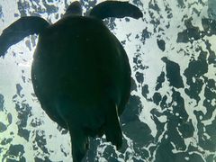 -上海海洋水族馆