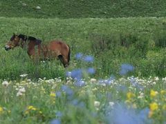 -青海湖国家重点风景名胜区