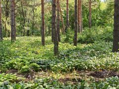-黑龙江省森林植物园