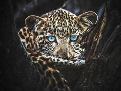 -罗红摄影艺术馆