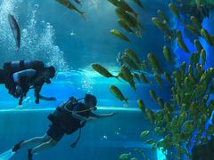 -华夏文旅海洋公园