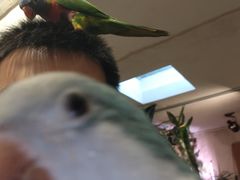 -吉丁鸟咖·异宠·寄养