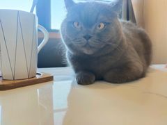 -喵园·猫主题咖啡厅·撸猫·猫咖(国贸店)