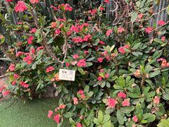 -呀路古热带植物园