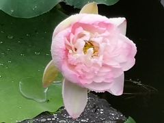 -荷塘月色湿地公园·向阳花洲