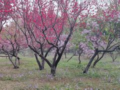 -东升八家郊野公园