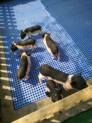 -萌宠亲子动物乐园(槐房万达店)