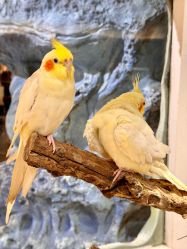 -Zoolung Zoolung动物主题公园(海信广场店)