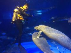 -烟台海昌鲸鲨海洋公园