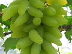 -马陆小张葡萄园农家乐