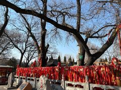 -大槐树寻根祭祖园