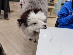 -安格丽娜·狗咖·猫咖羊驼咖(春熙路百盛商场店)