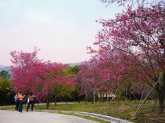 -天适樱花悠乐园