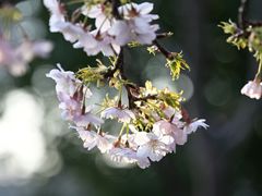 -顾村公园