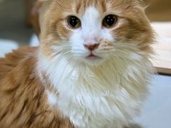 -豆逗聊愈猫阁Easy Life