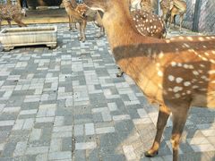 -长白岛森林公园