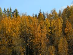 -塞罕坝国家级自然保护区